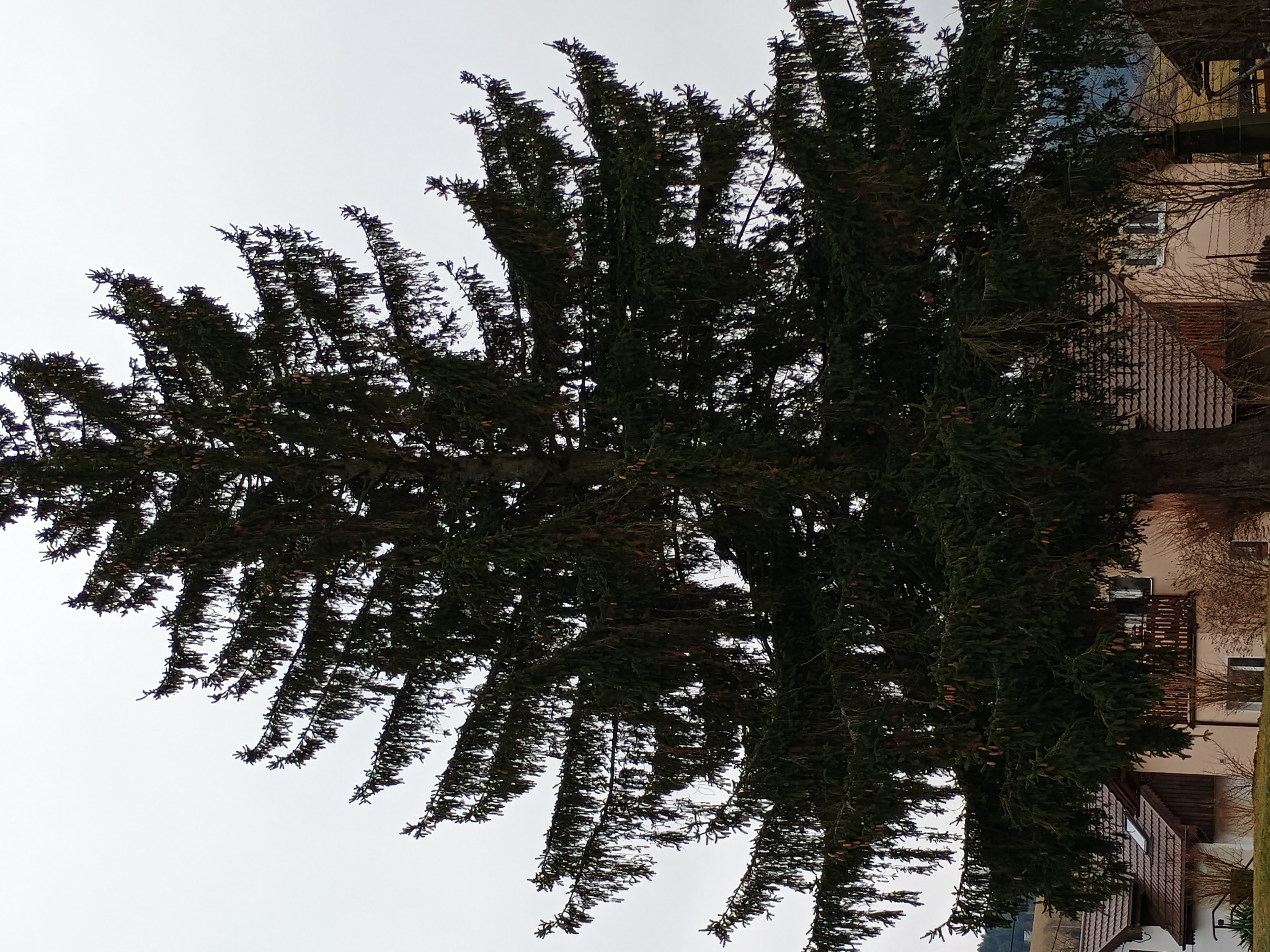 IMG_20260117_130205388